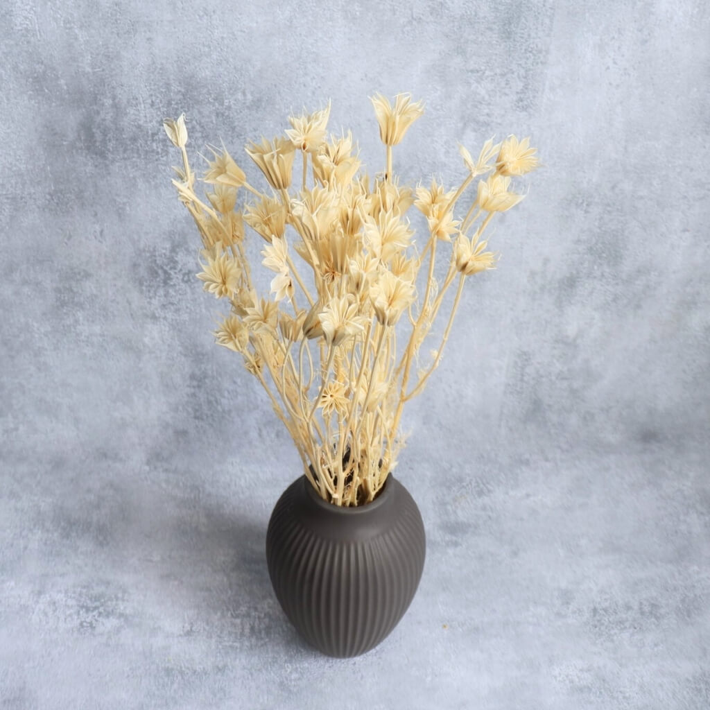 Sušená Nigella Orientalis bílá - křehká elegance pro romantické a minimalistické dekorace